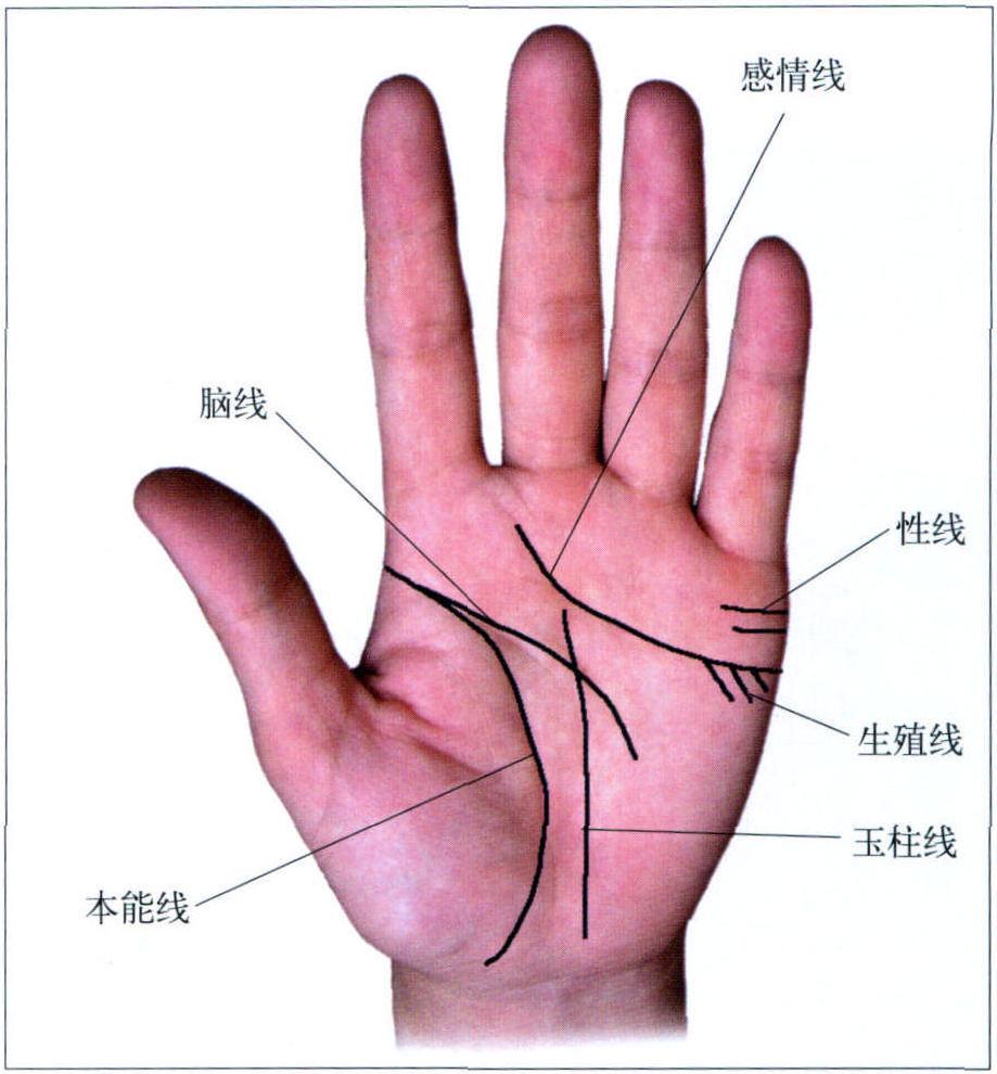 (一)手掌正常掌纹线(图5-1-1)